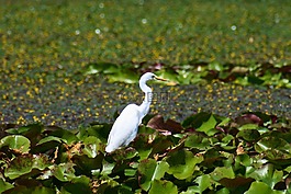 動物,池塘,水邊