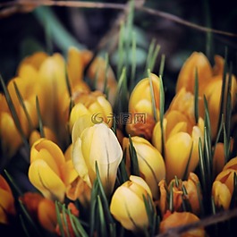 花,黃色,性質(zhì)