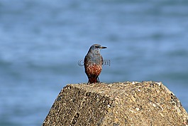 動物,海,海灘
