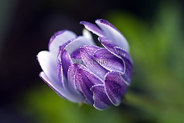 非洲雏菊,osteospermum,calenduleae