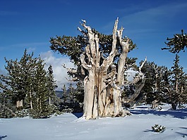 內(nèi)華達(dá)州,景觀,景區(qū)