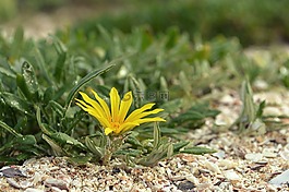 特寫(xiě),花,黃色