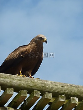 猛禽,獵鷹,鳥(niǎo)