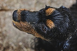 狗,小狗,濕