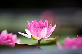 蓮花,花,粉紅色