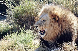 獅子,野生,動物