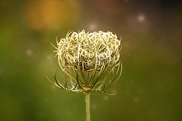 花,盛開(kāi),夏季