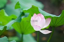 蓮花,花,粉紅色