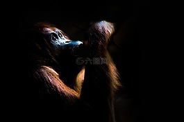 orang 組,猴子,性質(zhì)