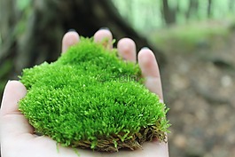 苔,自然,植物