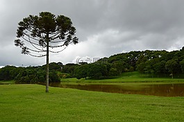 景觀,草坪,綠色