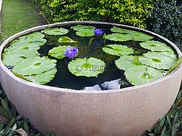 莉莉,公园花瓶,紫色