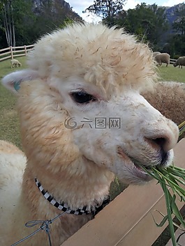 喇嘛,動(dòng)物,動(dòng)物園