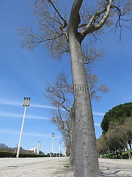 春天,樹,大道