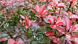葉子,紅色,背景