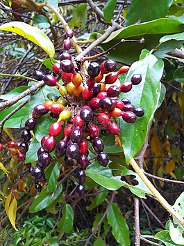 植物,水果,異國情調(diào)