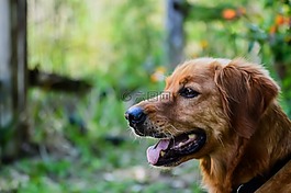 金毛尋回犬,狗,寵物