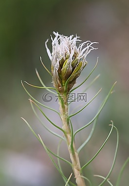 綠色,白,花卉