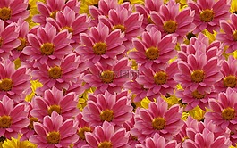 鮮花,性質(zhì),夏季