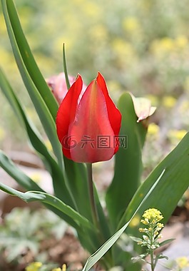 郁金香,綠色,紅色
