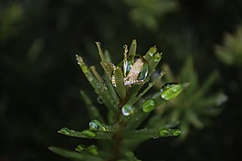 植物,水,滴