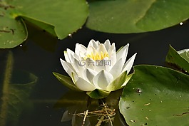 睡莲,白,夏季