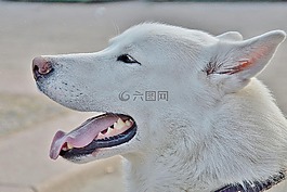 狗,阿拉斯加州,hoskies