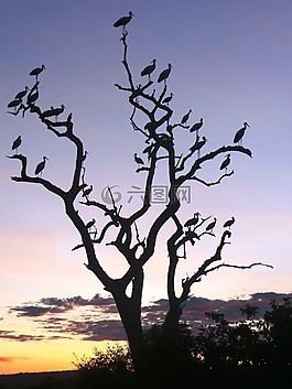 塔蘭吉雷,野生動物園,樹