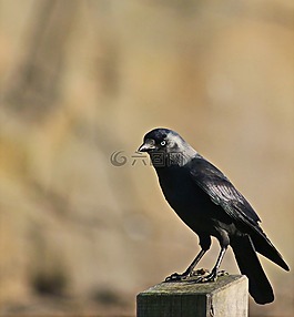鳥(niǎo),動(dòng)物世界,鳴鳥(niǎo)