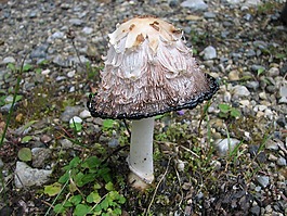 秋季,蘑菇,性質(zhì)