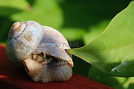 蜗牛,外壳,动物
