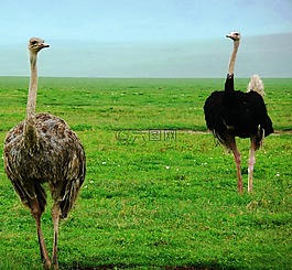 鴕鳥,鳥,動物群