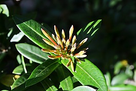花蕾,提示,芽