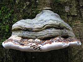 秋季,林,性質(zhì)