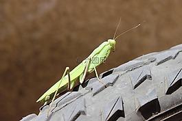 昆虫,春天,宏