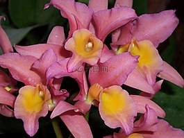 蘭花,粉紅色,開花
