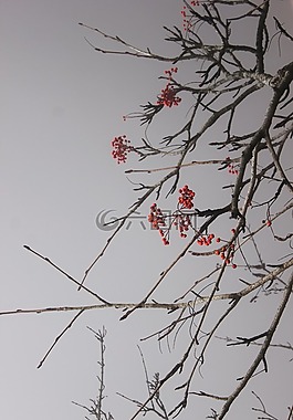紅豆,樹枝,圣誕