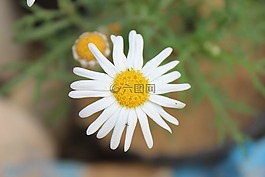 性質(zhì),廠,玫瑰