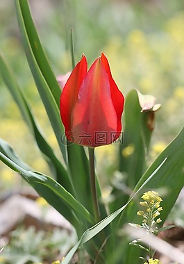 紅色的郁金香,郁金香,綠色