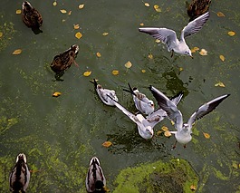 公園,湖,海鷗