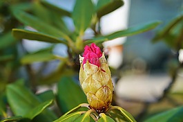 杜鵑,布什,開花
