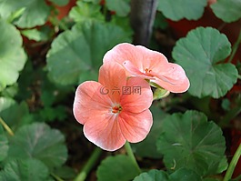 老鸛草,羅莎,malvón