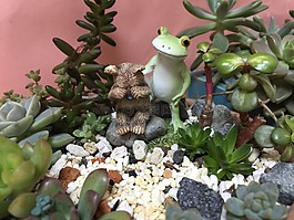 青蛙,植物,小熊