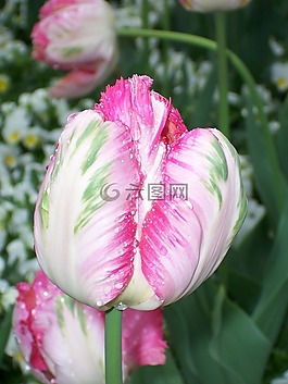 郁金香,粉紅色,關(guān)閉