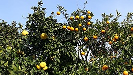水果,橙,木材