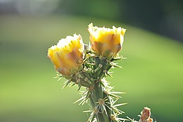 仙人掌,亞利桑那州,花的