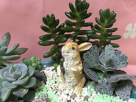 兔子,植物,多肉