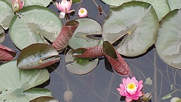 水百合,鮮花,池塘