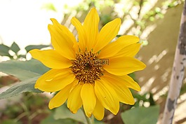 太陽花,性質(zhì),花園