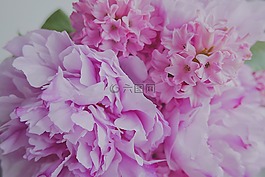 花的,婚禮,粉紅色